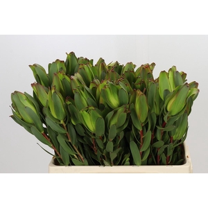 Leucadendron Laurel Yellow Spray