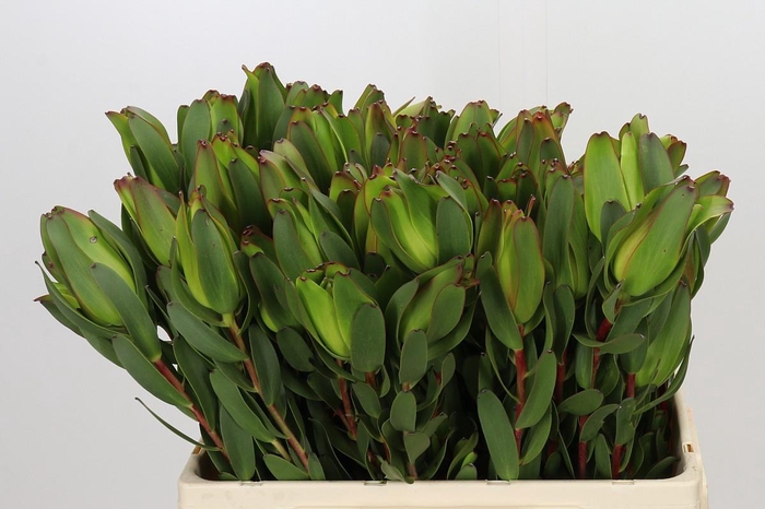 <h4>Leucadendron Laurel Yellow Spray</h4>