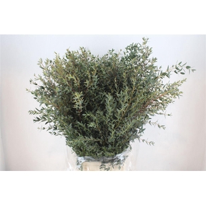 Euca Parvifolia 400gr P Bunch