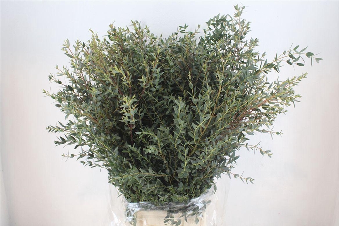 <h4>Euca Parvifolia 400gr P Bunch</h4>