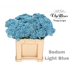Sedum Light Blue