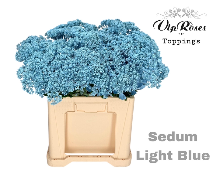 <h4>SEDUM LIGHT BLUE</h4>