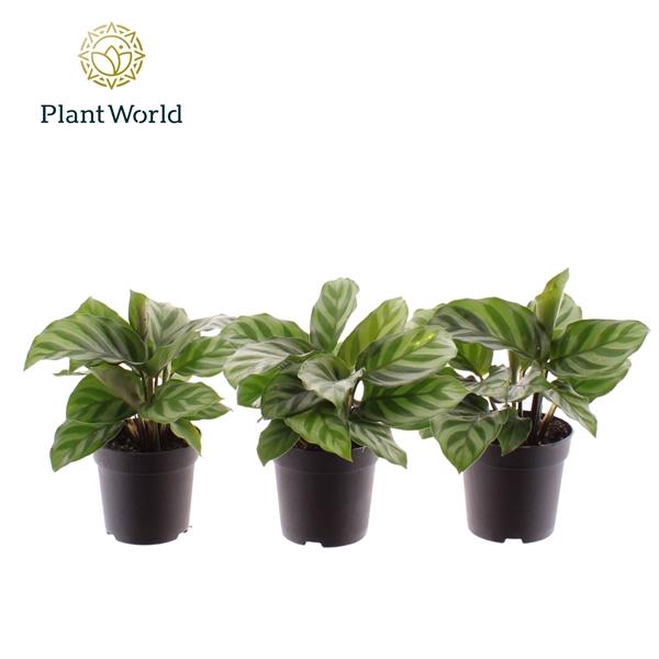 <h4>Calathea 'Freddie'</h4>