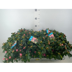 Rhododendron sim. 'Hellmut V' .mix6