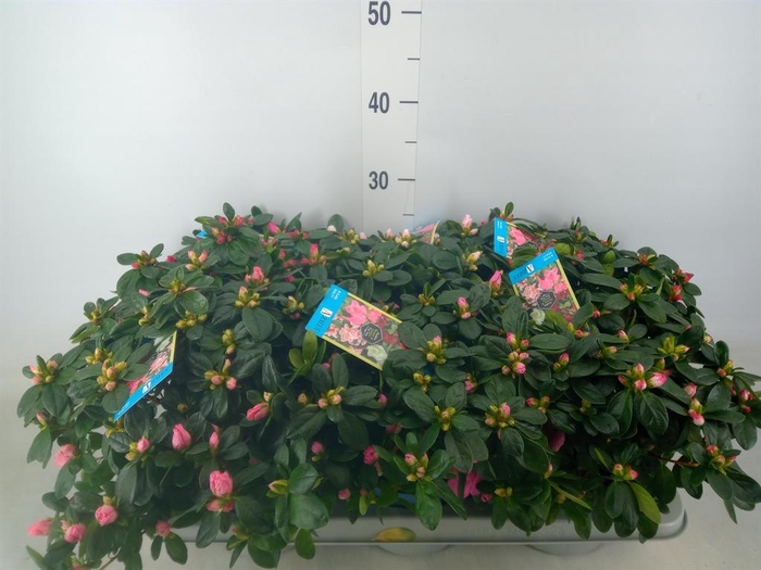 <h4>Rhododendron sim. 'Hellmut V' .mix6</h4>