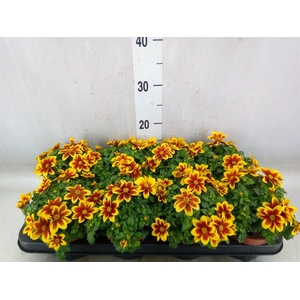 Bidens fer. 'Beedance Painted Red'