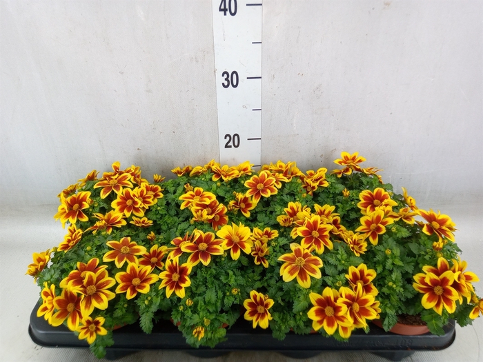 <h4>Bidens fer. 'Beedance Painted Red'</h4>