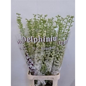 Delph Du Dew Siberia 120cm