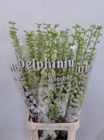 <h4>Delph Du Dew Siberia 120cm</h4>