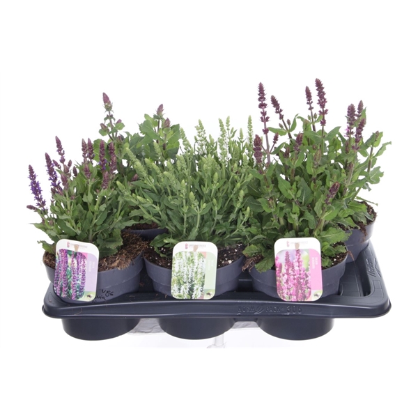 <h4>Salvia nemorosa mix</h4>