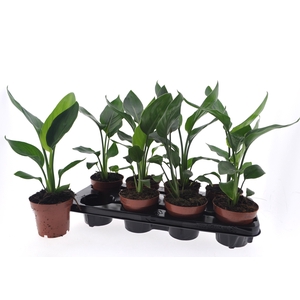STRELITZIA REGINAE