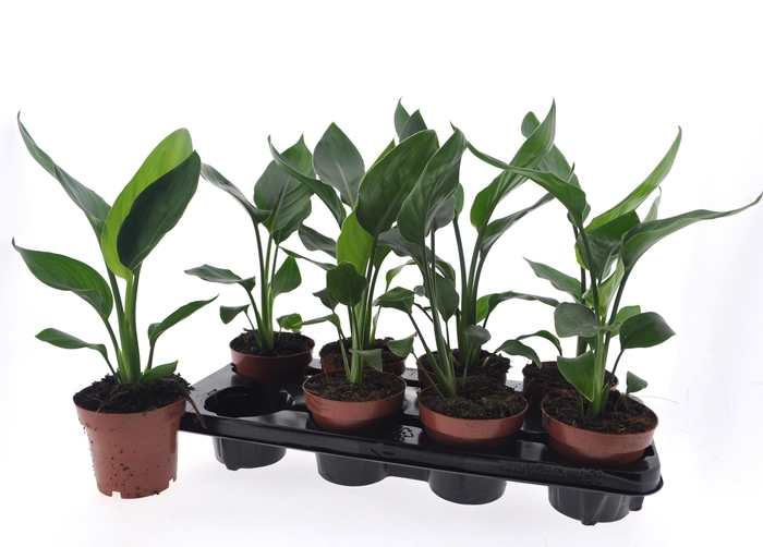 <h4>STRELITZIA REGINAE</h4>