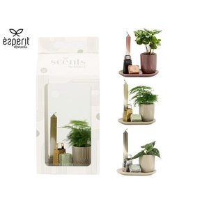 90710: Scents Gift Set arrangement