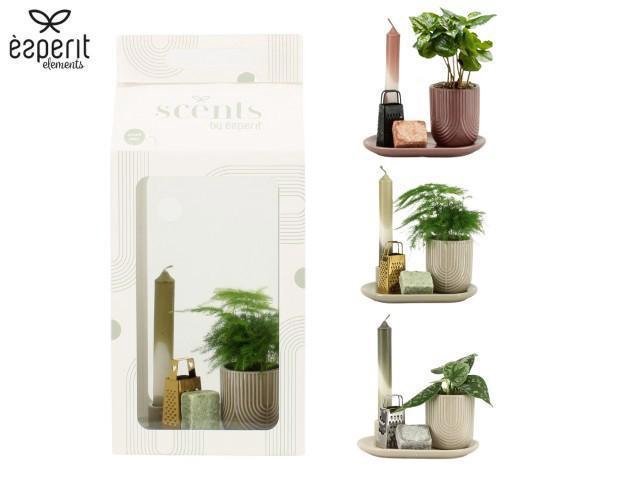 <h4>90710: Scents Gift Set arrangement</h4>