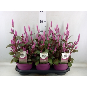 Celosia arg. SP 'Wild Pink'
