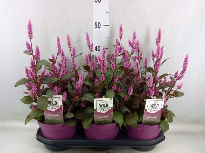 <h4>Celosia arg. SP 'Wild Pink'</h4>