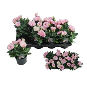 EUST JULIETTA PINK
