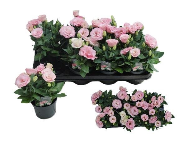 <h4>EUST JULIETTA PINK</h4>