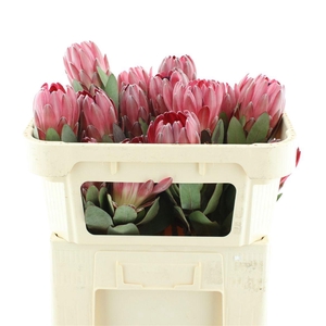 PROTEA SHARONET