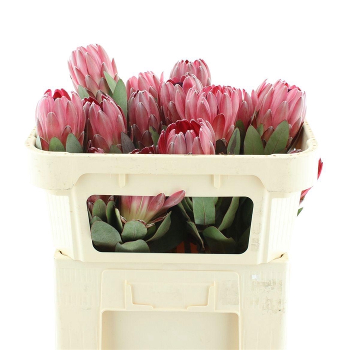 <h4>PROTEA SHARONET</h4>