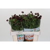 Ranunculus Magical Chocolate