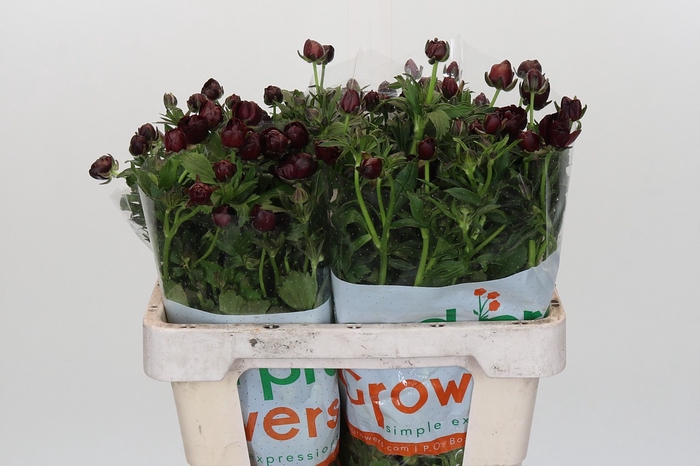 <h4>Ranunculus Magical Chocolate</h4>
