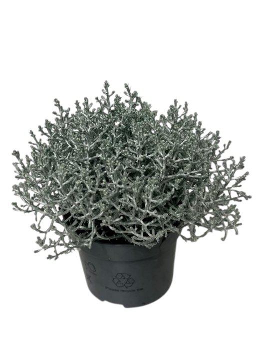 <h4>Leucophyta brownii</h4>