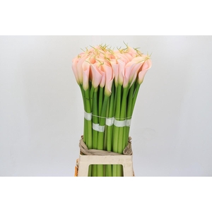 Zantedeschia Eydolls Salmon