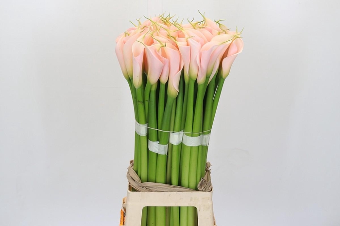 <h4>Zantedeschia Eydolls Salmon</h4>