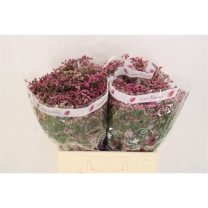 LIM SIN CHINA LOVELY