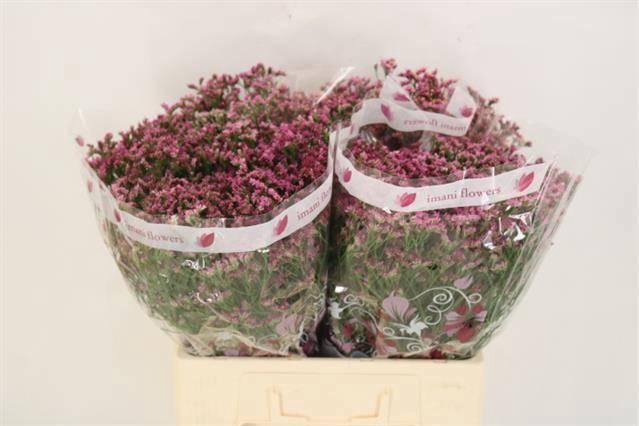 <h4>LIM SIN CHIN LOVELY</h4>