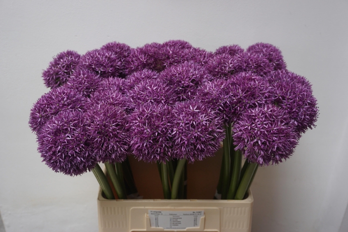 <h4>ALLIUM GLOBEMASTER</h4>