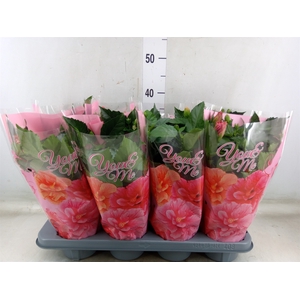 Hibiscus rosa-sin.   ...mix