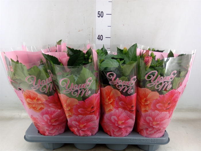 <h4>Hibiscus rosa-sin.   ...mix</h4>