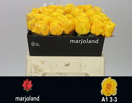 <h4>R GR PALMARES! JONG GEWAS 3-3 A1</h4>