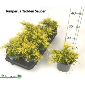 JUNI CHINENSIS