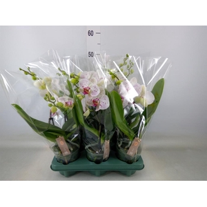 Phalaenopsis  'SpiritWhite Special'