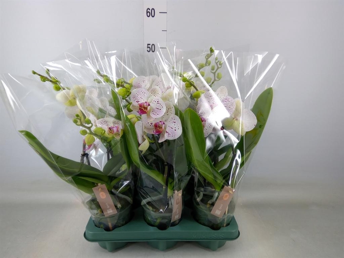 <h4>Phalaenopsis  'SpiritWhite Special'</h4>