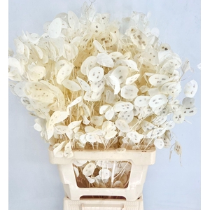 Lunaria Bleached White (per bunch)