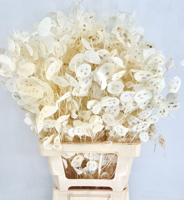 <h4>Dried Bleached Lunaria (per bunch0</h4>