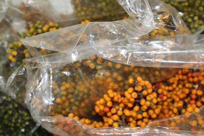 <h4>FOLHAGEM SEMENTE DE PINGO DE OURO</h4>