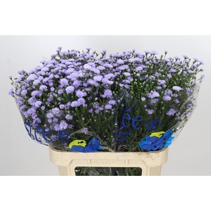 Aster Baby Blue