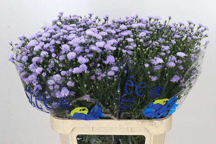 <h4>Aster Baby Blue</h4>