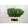 Alstroemeria White Pearls 90 Gram