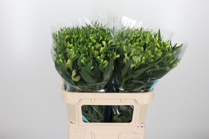<h4>Alstroemeria White Pearls 90 Gram</h4>
