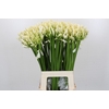 Agapanthus EYFORI White
