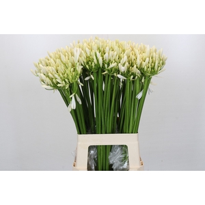 Agapanthus EYFORI White