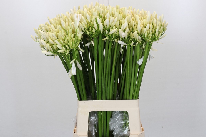 <h4>Agapanthus EYFORI White</h4>