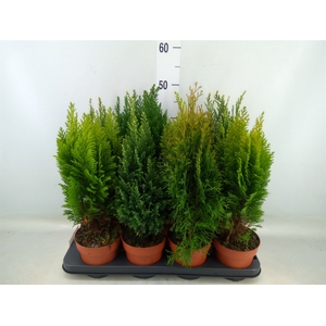 Conifers   ...mix