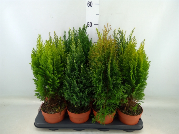 <h4>Conifers   ...mix</h4>